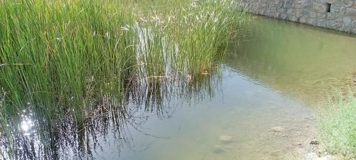 عکس چشمه آب سنجدی | چشمه رضا